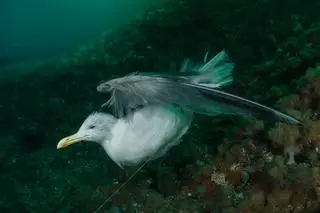 Galice Hoarau, druga nagroda w kategorii Ocean Conservation Photographer of the Year 2021