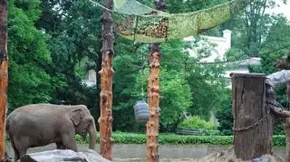 Markizy chronią słonie przed słońcem 