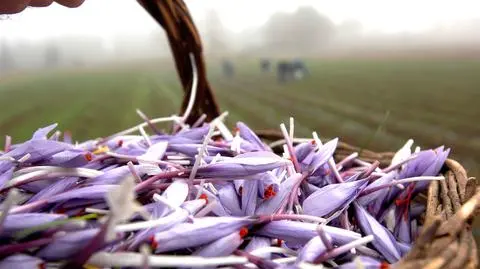 Wyprawy na zbiory "czerwonego złota". Nowy trend w turystyce