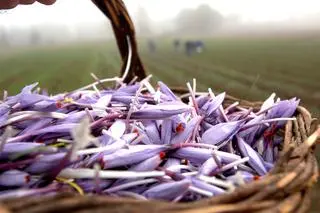 Zbiory szafranu w rejonie miasta L'Aquila