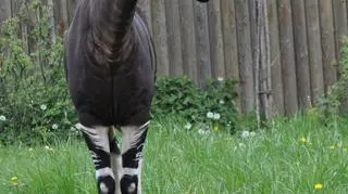 Okapi jest tylko kilkadziesiąt w Europie