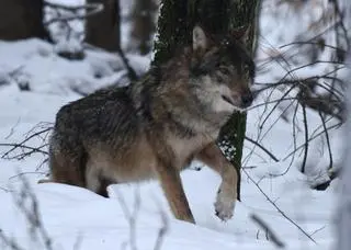Kosy razem z samicą i trójką szczeniaków tworzył grupę rodzinną