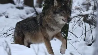 Kosy razem z samicą i trójką szczeniaków tworzył grupę rodzinną