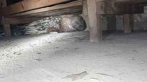 Porcupine took a walk in Bielsk Podlaski. It was found in a parish basement