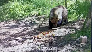 Niedźwiedź w okolicy Tarnowa
