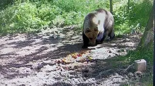 Niedźwiedź w okolicy Tarnowa