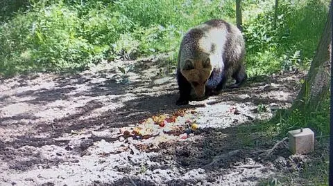 Niedźwiedź w okolicy Tarnowa