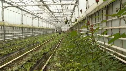 Po 47 latach zamyka szklarnię z kwiatami. "Dorobek mego życia idzie na marne" 