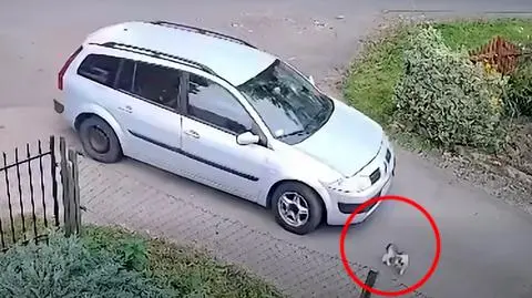 Kierowca przejechał dwukrotnie po psie