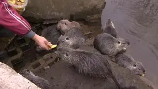 Problem Rybnika z nutriami amerykańskimi