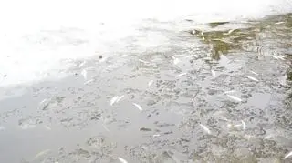 Śnięte ryby w jeziorze