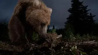 Wyróżnienie: Ursus arctos horribilis