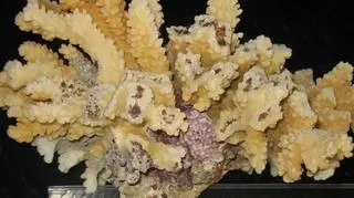 Przemycana rafa koralowa