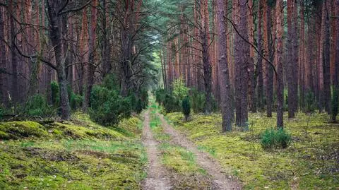 Podłożył ogień w Kampinosie, został aresztowany 