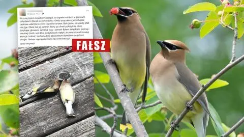 Jemiołuszki umierają parami? "Podwójna śmierć była prawdopodobnie wypadkiem"