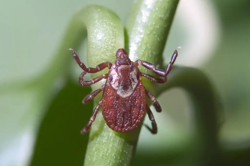 Kleszcz Dermacentor variabilis - zdj. przykładowe