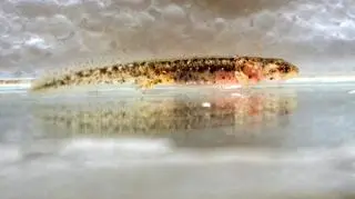 Młode larwy mają około 4 cm długości