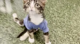 Groszek ma sparaliżowane tylne łapy