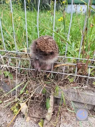Zwierzę zaklinowało się w ogrodzeniu 