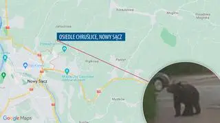 Niedźwiedź był widziany w Nowym Sączu na osiedlu Chruślice