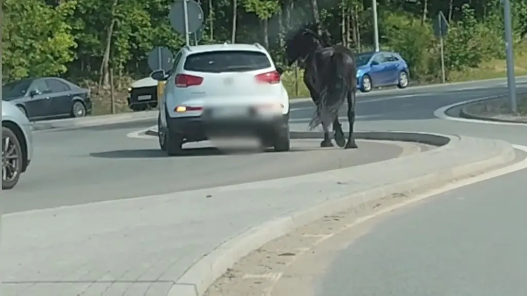 Siedział w samochodzie, obok na lince biegł koń. Nagranie