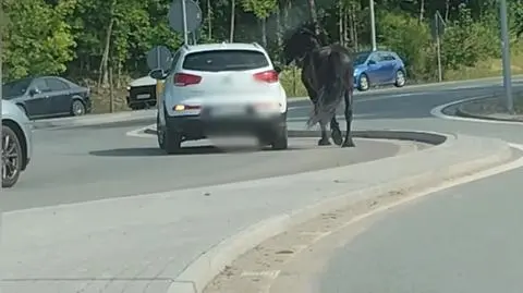 Koń na rondzie