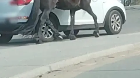 Koń na rondzie
