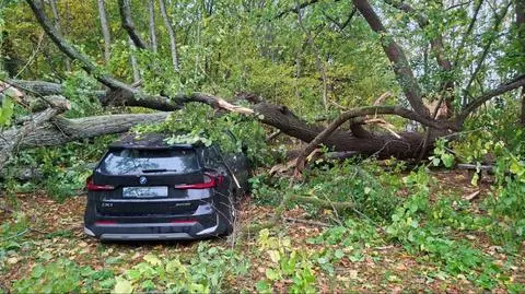 Konar zwalił się na zaparkowane samochody