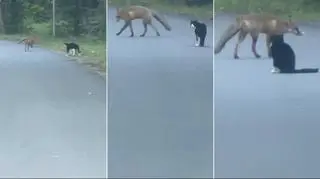 Inaczej niż u braci Grimm. Tak skończyła się awantura między lisem a kotem