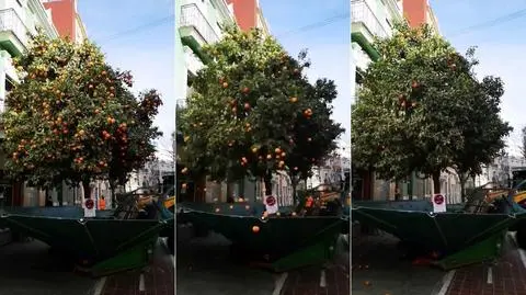 Tak zbiera się pomarańcze w Walencji. Nagranie stało się hitem internetu
