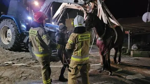 Schorowany koń musiał dostać leki, właściciele nie mogli go podnieść. Pomogli strażacy