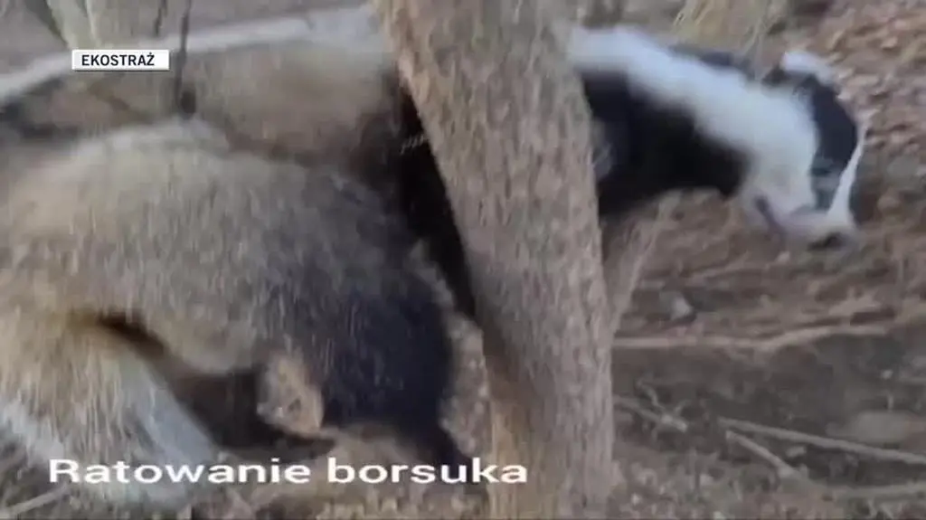 dla Tamary borsuk
