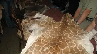 Nietypowe "pamiątki z wakacji" w rękach celników