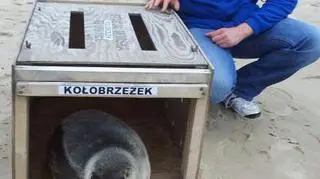 Wypuszczono uratowaną fokę