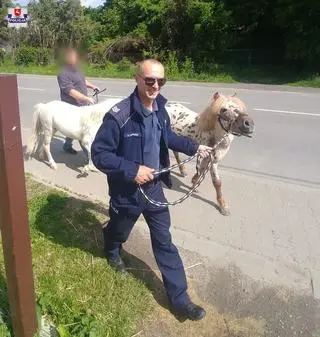 Police officers captured the ponies