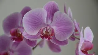 Storczyk (Orchidaceae)