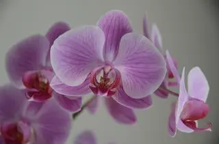 Storczyk (Orchidaceae)