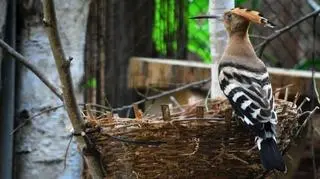Dudek już w wolierze