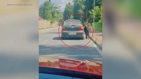 Kucyk przez chwilę biegł tuz przy samochodzie