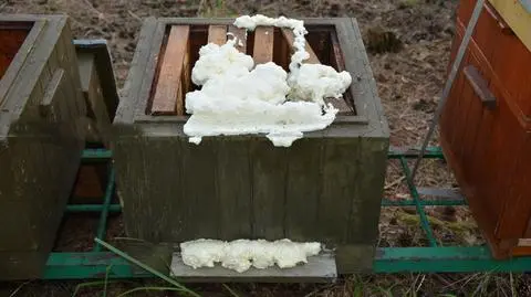 Police are looking for suspect behind killing 21 bee families