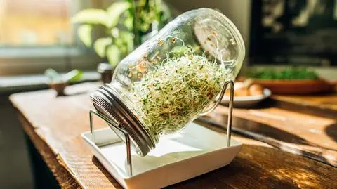 Kiełki wycofywane z obrotu. "Wykryto obecność bakterii"