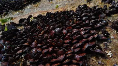 Owoce morza z tej części Brazylii "są zatrute kokainą" 