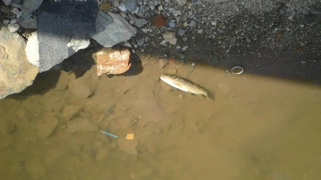 Śnięta ryba w Miedziance