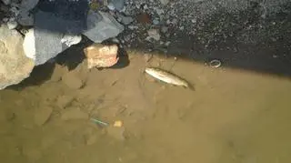 Śnięta ryba w Miedziance