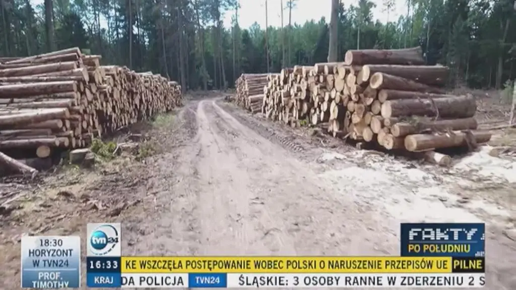 Jest zakaz wycinki drwale pracują