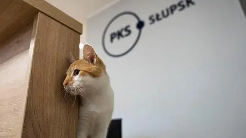 Kot odwiedził Słupsk