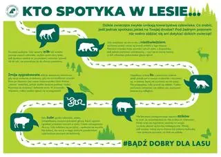 Jak się zachować, gdy spotkasz w lesie dzikie zwierzę?
