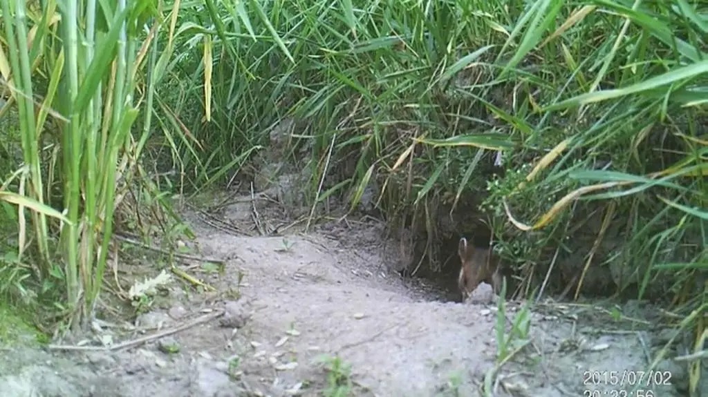 Chomik europejski - młode