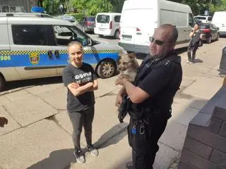 Pies w rozgrzanym aucie. Interweniowali strażnicy miejscy