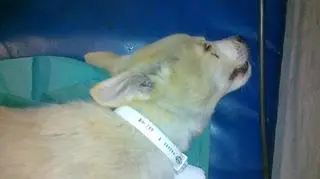 Właścicielka tłumaczyła, że nie miała pieniędzy na weterynarza